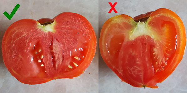 forced ripened tomato detection api